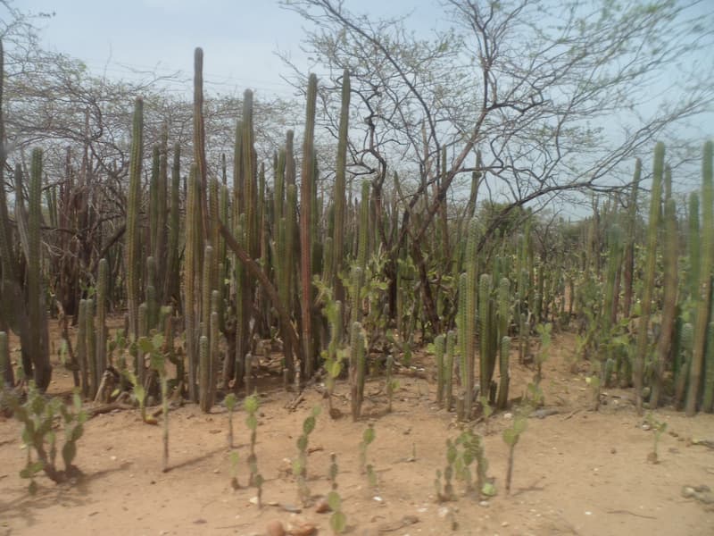 Cactus en la guajira